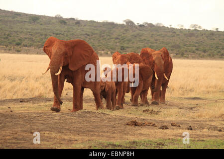 Afrikanischer Elefant (Loxodonta Africana), Herde Elefanten in der Savanne, Kenia, Tsavo East National Park Stockfoto