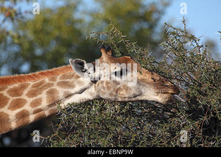 Kap-Giraffe (Giraffa Giraffe Giraffa), Essen fährt ein dorniger Strauch, Südafrika, Kruger National Park Stockfoto