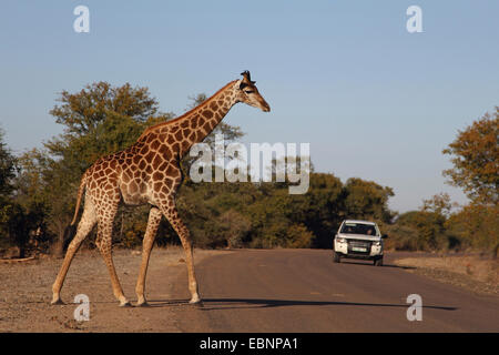 Kap-Giraffe (Giraffa Giraffe Giraffa), läuft auf einer befahrenen Straße, Südafrika, Kruger National Park Stockfoto