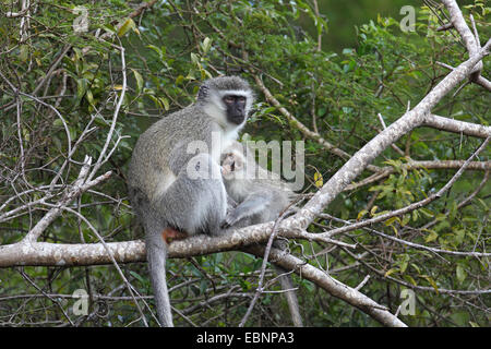 Grivet Affe, Savanna Affe, grünen Affen, Vervet Affen (grüne Aethiops), Weibchen mit jungen Tier sitzt auf einem Baum, Äffchen Spanferkel von der Mutter, Südafrika, St. Lucia Wetland Park Stockfoto