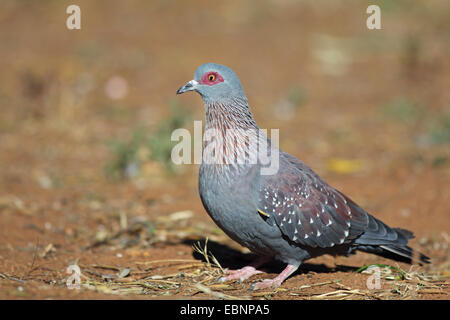 gesprenkelte Taube (Columba Guinea), stehend auf dem Boden, Südafrika, Pilanesberg National Park Stockfoto