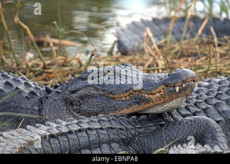 Amerikanischer Alligator (Alligator Mississippiensis), Alligator liegen am Ufer des seichten See; Porträt, USA, Florida, Everglades Nationalpark Stockfoto