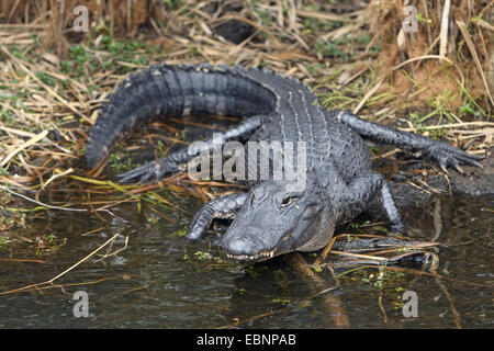 Amerikanischer Alligator (Alligator Mississippiensis), Alligator liegen am Ufer des ein flacher See, USA, Florida, Everglades Nationalpark Stockfoto