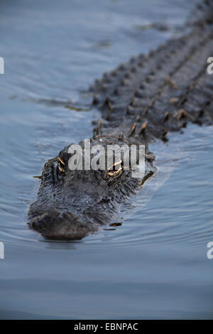 Amerikanischer Alligator (Alligator Mississippiensis), Portrait von ein Schwimmen-Alligator, USA, Florida, Everglades Nationalpark Stockfoto