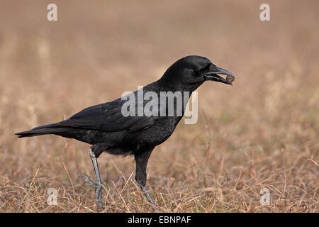 Amerikanische Krähe (Corvus Brachyrhynchos), Essen eine kleine Nuss, USA, Florida, Everglades Nationalpark Stockfoto