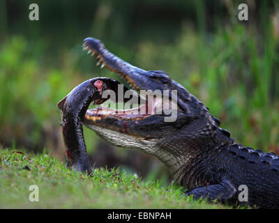Amerikanischer Alligator (Alligator Mississippiensis), Alligator Essen einen großen Fisch, USA, Florida, Everglades Nationalpark Stockfoto