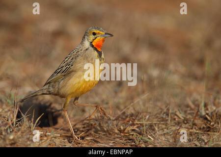 Kap Longclaw (Macronyx Capensis), zu Fuß auf den Boden, Südafrika, Ithala Game Reserve Stockfoto