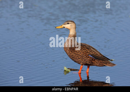 Fleckige Ente (Anas Fulvigula), stehen im flachen Wasser, USA, Florida, Everglades Nationalpark Stockfoto