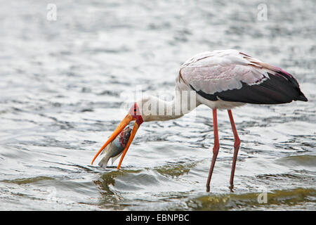 gelb-billed Storch (Mycteria Ibis), stehen im flachen Wasser und Essen ein Fisch, Südafrika, Kruger National Park Stockfoto