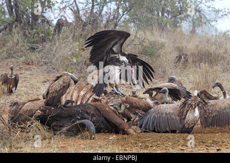 Ohrengeier-faced Vulture (Aegypius Tracheliotus, Torgos Tracheliotus), Ohrengeier konfrontiert Geier und zahlreiche Weißrückenspecht Geier Essen an einen Toten Büffel, Südafrika, Kruger National Park Stockfoto