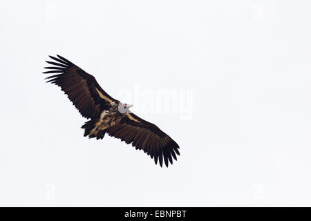 Ohrengeier-faced Vulture (Aegypius Tracheliotus, Torgos Tracheliotus), im Flug, Südafrika, Kruger National Park Stockfoto