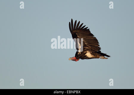 Ohrengeier-faced Vulture (Aegypius Tracheliotus, Torgos Tracheliotus), im Flug, Südafrika, Kruger National Park Stockfoto