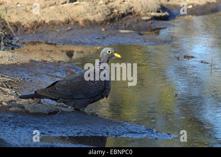 Olive Taube, Rameron Taube, afrikanische Olive Taube (Columba Arquatrix), Taube stehend an einem Wasserloch, Südafrika, Pilanesberg National Park Stockfoto