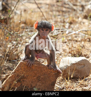 Chacma Pavian, Anubius Pavian, Oliven Pavian (Papio Ursinus, Papio Cynocephalus Ursinus), junger Mann stehend auf einem Stein, Südafrika, Kruger National Park Stockfoto