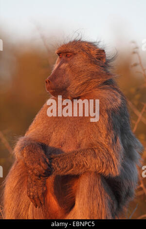 Chacma Pavian, Anubius Pavian, Oliven Pavian (Papio Ursinus, Papio Cynocephalus Ursinus), sitzen auf dem Boden im letzten Abendlicht, Südafrika, Kruger National Park Stockfoto