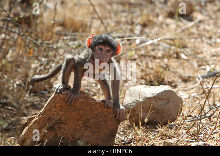 Chacma Pavian, Anubius Pavian, Oliven Pavian (Papio Ursinus, Papio Cynocephalus Ursinus), junger Mann stehend auf einem Stein, Südafrika, Kruger National Park Stockfoto