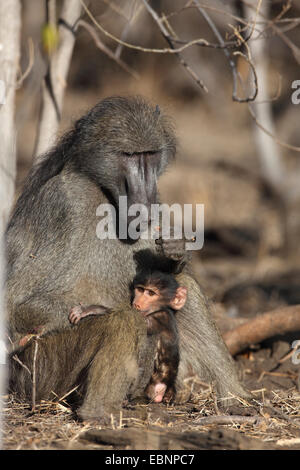 Chacma Pavian, Anubius Pavian, Oliven Pavian (Papio Ursinus, Papio Cynocephalus Ursinus), Weibchen mit einem jungen Pavian sitzend auf dem Boden, Südafrika, Kruger National Park Stockfoto