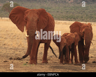 Afrikanischer Elefant (Loxodonta Africana), Herde Elefanten in der Savanne, Kenia, Tsavo East National Park Stockfoto