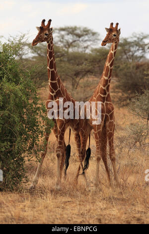 netzartige Giraffe (Giraffa Plancius Reticulata), rivalisierende männlichen Giraffen, Kenya, Samburu National Reserve Stockfoto