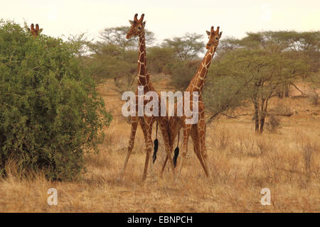 netzartige Giraffe (Giraffa Plancius Reticulata), rivalisierende männlichen Giraffen, Kenya, Samburu National Reserve Stockfoto