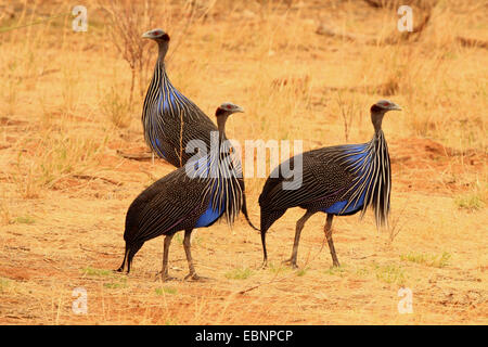 vulturine Perlhühner (Acryllium Vulturinum), drei Guineafowls, Kenya, Samburu National Reserve Stockfoto