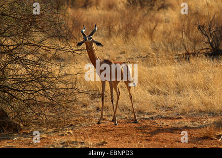 Gerenuk (Litocranius Walleri), stehen in der Savanne, Kenia, Masai Mara Nationalpark Stockfoto