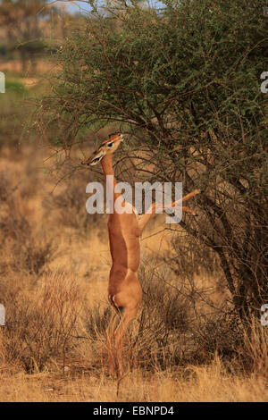 Gerenuk (Litocranius Walleri), an den Hinterbeinen an einem Strauch stehen und Fütterung, Kenia, Masai Mara Nationalpark Stockfoto