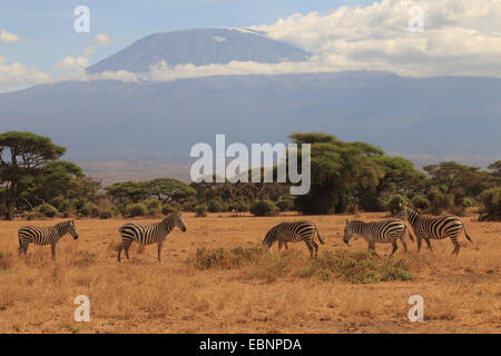 Böhm Zebra, Grant-Zebra (Equus Quagga Boehmi, Equus Quagga Granti), Herde weiden am Fuße des Kilimanjaro, Kenia, Amboseli-Nationalpark Stockfoto