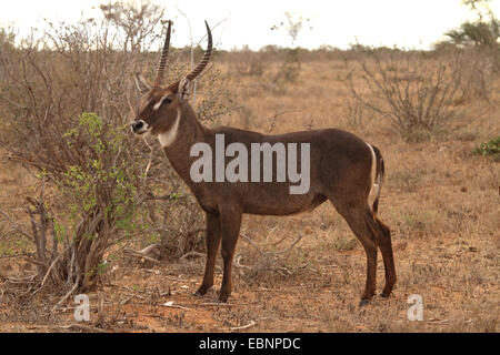 Gemeinsamen Wasserbock (Kobus Ellipsiprymnus Ellipsiprymnus), Wasserbock, Kenya, Samburu National Reserve stehen Stockfoto