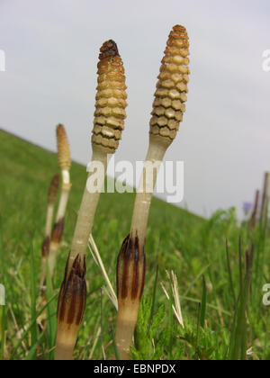 Feld-Schachtelhalm (Equisetum Arvense), blühende Pflanzen auf einer Wiese, Deutschland Stockfoto