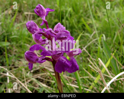 Green-winged Orchid, grün-winged Wiese Orchidee (Orchis Morio), Blütenstand, Deutschland, Nordrhein-Westfalen Stockfoto