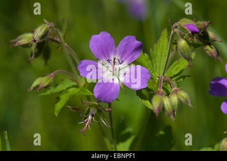 Holz-Storchschnabel (Geranium Sylvaticum), Blume, Deutschland Stockfoto