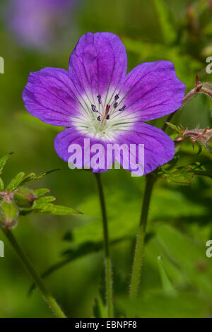 Holz-Storchschnabel (Geranium Sylvaticum), Blume, Deutschland Stockfoto