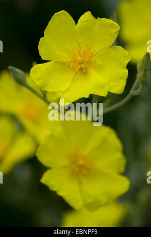 Gelbe Sonne Rose (Landschaft Halimifolium), blühen, Portugal Stockfoto