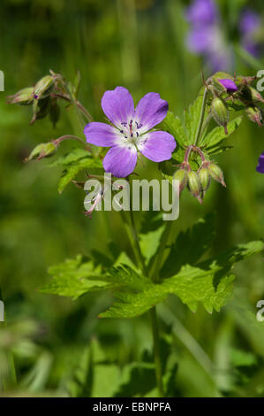 Holz-Storchschnabel (Geranium Sylvaticum), Blume, Deutschland Stockfoto