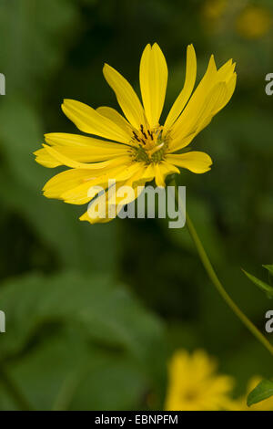 Ochsen-Auge Sonnenblume (Heliopsis Helianthoides var. Scabra, Heliopsis Scabra), blühen Stockfoto