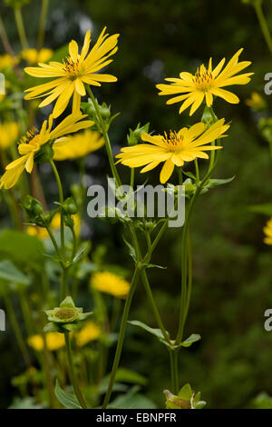 Ochsen-Auge Sonnenblume (Heliopsis Helianthoides var. Scabra, Heliopsis Scabra), blühen Stockfoto