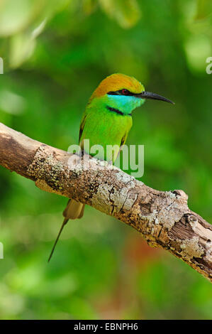 Kleine grüne Bienenfresser (Merops Orientalis Ceylonicus), sitzt auf einem Ast, Sri Lanka, Wilpattu Nationalpark Stockfoto