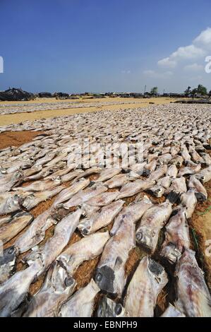 Fische liegen am Strand zum Trocknen, Sri Lanka, Negombo Stockfoto