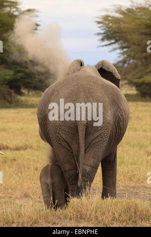 Afrikanischer Elefant (Loxodonta Africana), Kuh Elefant mit Baby-Elefant, Kenia, Tsavo Ost Nationalpark Stockfoto