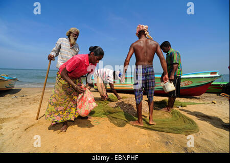 arbeiten Fischer am Strand von Negombo, Sri Lanka, Negombo Stockfoto