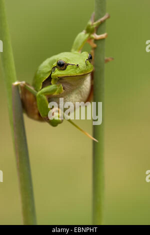 Europäische Treefrog, gemeinsame Treefrog, zentralen europäischen Treefrog (Hyla Arborea), Klettern im Schilf, Deutschland, Rheinland-Pfalz Stockfoto