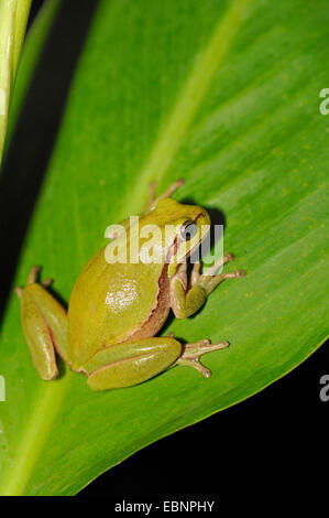 Gelb-Zitrone Laubfrosch, Gelbe Zitrone Laubfrosch (Hyla Savignyi), sitzt auf einem Blatt, Zypern Stockfoto