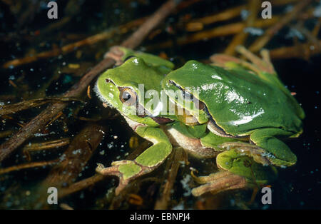 Europäische Treefrog, gemeinsame Treefrog, zentralen europäischen Treefrog (Hyla Arborea), drückte paar (Amplexus) an einem Teich Oberfläche, Deutschland, Schleswig-Holstein Stockfoto