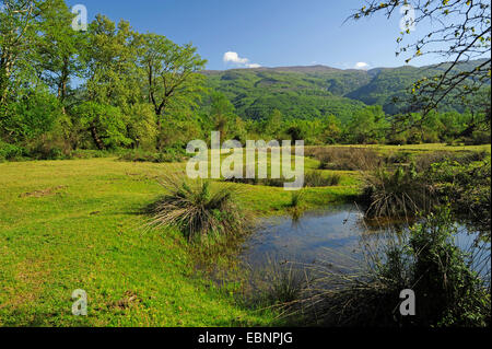 Teiche auf einer Wiese an der Mündung des Fluss Pinios, laichen Gewässer für Amphibien, Griechenland, Mazedonien Stockfoto