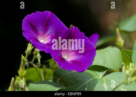 gemeinsamen Trichterwinde, hoch Prunkwinde (Ipomoea Purpurea), Blumen Stockfoto