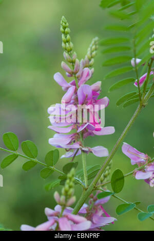 echte Indigo (Indigofera Tinctoria), Blütenstand Stockfoto