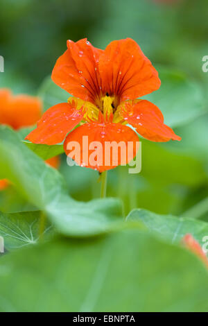 Indische Kresse, gemeinsame Kapuzinerkresse, Kapuzinerkresse (Tropaeolum Majus), blühen Stockfoto