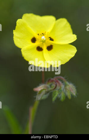 Rock-Rose (Tuberaria Guttata) gesichtet, Blume Stockfoto