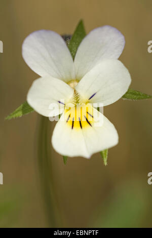 kultiviert, Stiefmütterchen, Feld Stiefmütterchen, kleine wilde Stiefmütterchen (Viola Arvensis), Blume, Deutschland Stockfoto